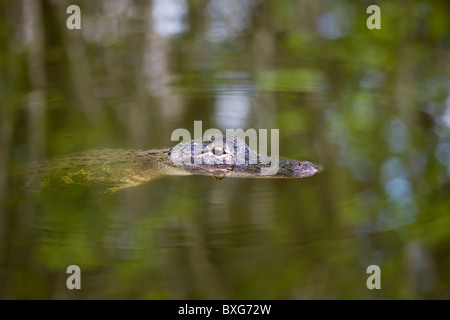 En Alligator River Turner, Everglades, Floride, États-Unis d'Amérique Banque D'Images