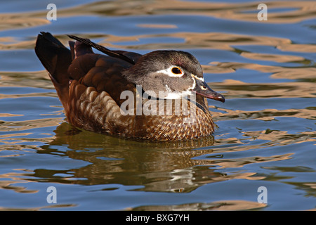 Une femelle canard en bois reposant sur un lac miroitant. Banque D'Images