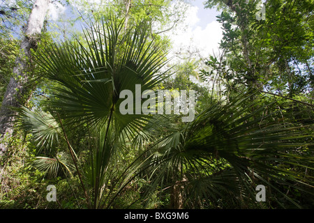 Sabal palmetto, Sabal Palms, par Big Cypress Bend promenade à Fakahatchee Strand, Everglades de Floride, USA Banque D'Images