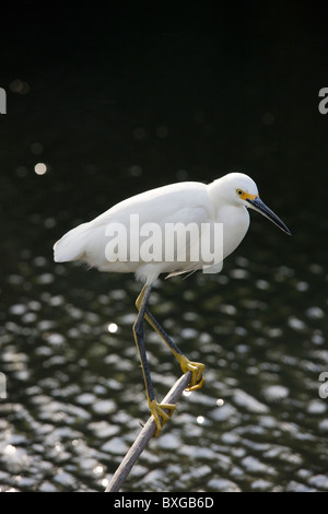 À pieds jaunes, Aigrette neigeuse Egretta thula, dans la région de glade dans les Everglades de Floride, États-Unis d'Amérique Banque D'Images