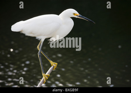 À pieds jaunes, Aigrette neigeuse Egretta thula, dans la région de glade dans les Everglades de Floride, États-Unis d'Amérique Banque D'Images