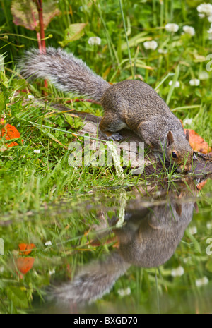 L'Écureuil gris (Sciurus carolinensis ) boire à étang Banque D'Images
