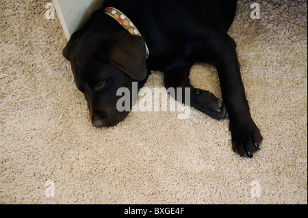 Chien chiot Labrador brun chocolat dormir sur un tapis Banque D'Images