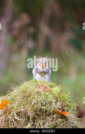 L'Écureuil gris (Sciurus carolinensis ) se nourrissent de châtaignes Banque D'Images