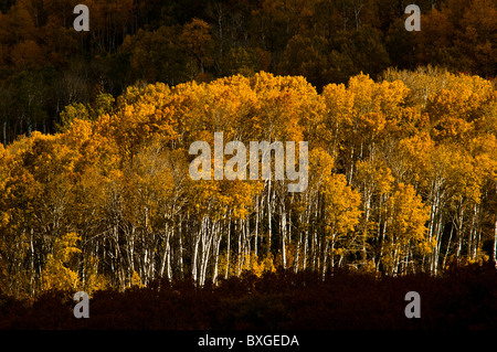 Brillantes couleurs d'automne d'un aspen grove dans le Manti-Lasal près de Moab, Utah, USA Banque D'Images