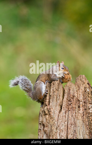 L'Écureuil gris (Sciurus carolinensis ) se nourrissent de châtaignes Banque D'Images