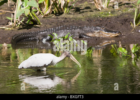 Alligator, wood stork espèces à Big Cypress Bend, Fakahatchee Strand, les Everglades, Florida, USA Banque D'Images