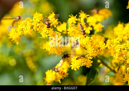 Hoverflies à Montrose UK Ecosse Jardin Banque D'Images