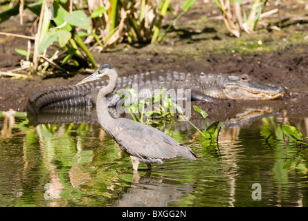 Everglades Alligator typique de la scène et le grand héron dans glade dans les Everglades en Floride, USA Banque D'Images