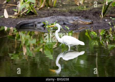 Alligator et Grande Aigrette à Big Cypress Bend, Fakahatchee Strand dans les Everglades, Floride, États-Unis d'Amérique Banque D'Images