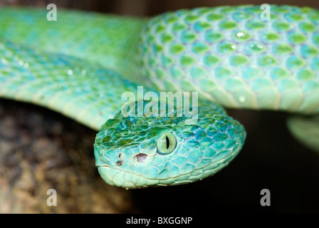 Blue Palm hondurien Pitviper 'Bothriechis marchi' Banque D'Images