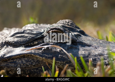 L'alligator Everglades, Floride, États-Unis d'Amérique Banque D'Images