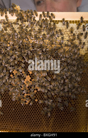 Femme / homme tenant un cadre de miel et les abeilles. Banque D'Images