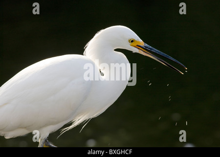 À pieds jaunes, Aigrette neigeuse Egretta thula, dans la région de glade dans les Everglades de Floride, États-Unis d'Amérique Banque D'Images