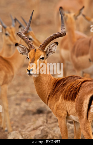 Impala (Aepyceros melampus) buck tourne à Mashatu Afrique Botswana Banque D'Images