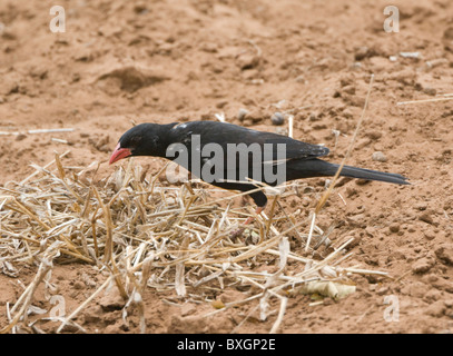 Mâle, Rouge-billed Buffalo Weaver Bubalornis niger Afrique du Sud Parc National Kruger Banque D'Images