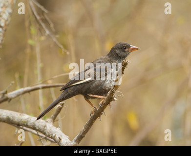 Femelle, Rouge-billed Buffalo Weaver Bubalornis niger Afrique du Sud Parc National Kruger Banque D'Images