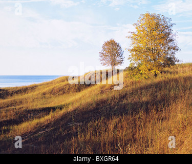 Dunes de sable couverte d'herbe au début de lumière, Kohler-Andrea State Park, Wisconsin, États-Unis Banque D'Images