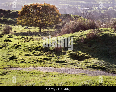 Terrassement entrée de l'âge de fer fort Dolebury Camp dans le Somerset avec arbre Banque D'Images