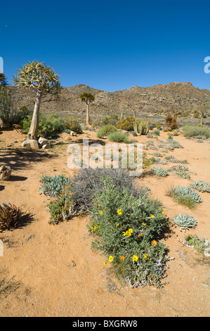 Réserve Naturelle Goegap Afrique du Sud Namaqualand Banque D'Images