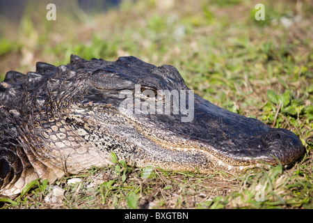 Dans l'Alligator Everglades, Floride, États-Unis d'Amérique Banque D'Images
