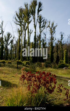 Le feu les arbres endommagés et bush montrant la nouvelle croissance un an après un incendie Banque D'Images