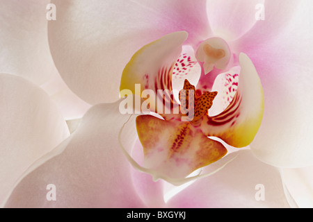 Close up of White Phalaenopsis Orchid Banque D'Images