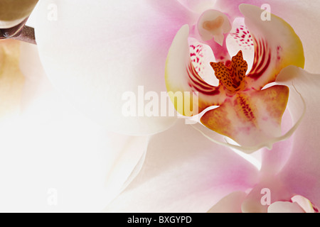 Close up of White Phalaenopsis Orchid Banque D'Images