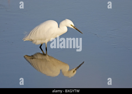 L'Aigrette garzette pêche à la Banque D'Images
