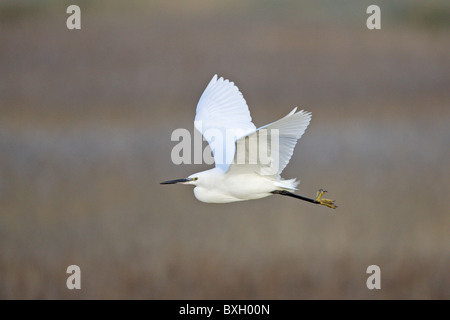 Aigrette garzette en vol Banque D'Images