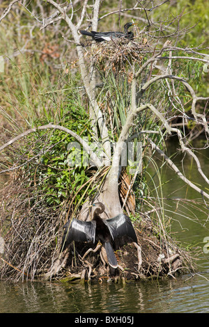 Une paire d'anhinga sur son nid et d'autres plumes de séchage de l'air au soleil, Everglades, Florida, USA Banque D'Images