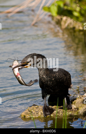 Aigrettes avec des poissons vivants capturés dans la rivière, Everglades, Floride, États-Unis d'Amérique Banque D'Images