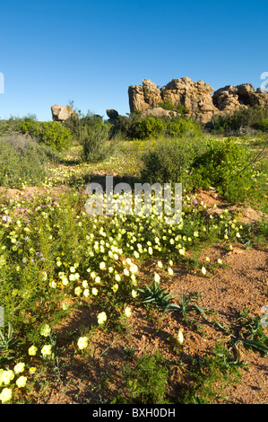 Montagnes Cederberg Namaqualand Western Cape Afrique du Sud Banque D'Images