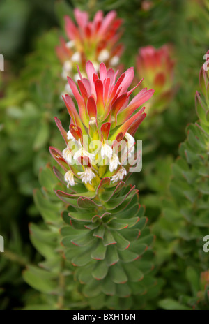 Red-Crested ou commun, Pagode Mimetes cucullatus, Proteaceae. Western Cape, Afrique du Sud. Protea Flower. Banque D'Images