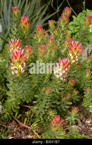 Red-Crested ou commun, Pagode Mimetes cucullatus, Proteaceae. Western Cape, Afrique du Sud. Protea Flower. Banque D'Images