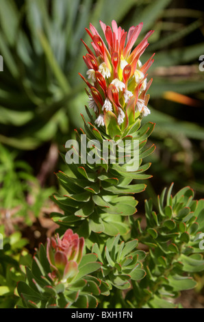 Red-Crested ou commun, Pagode Mimetes cucullatus, Proteaceae. Western Cape, Afrique du Sud. Protea Flower. Banque D'Images