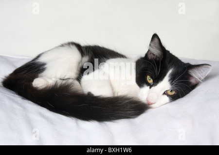 Chaton noir et blanc recroquevillé Banque D'Images