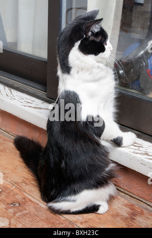 Kittten assis sur ses pattes de fenêtre à Banque D'Images