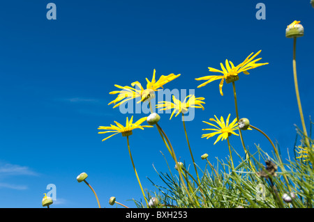 Marguerites jaunes Le Namaqualand Western Cape Afrique du Sud Banque D'Images