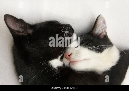 Deux chatons câlins Banque D'Images