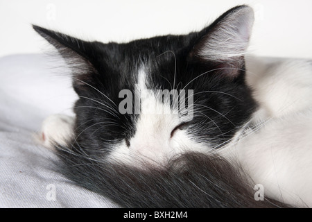 Chaton noir et blanc recroquevillé endormi Banque D'Images