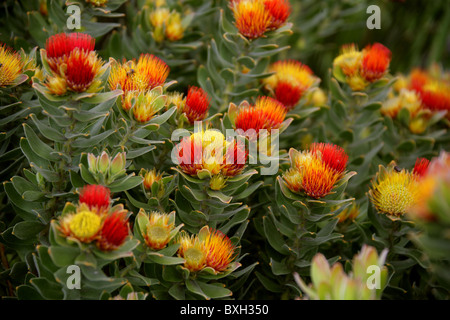 Protea Pincushion touffetées, Leucospermum, oleifolium Proteaceae. Fynbos de montagne, Western Cape, Afrique du Sud. Banque D'Images