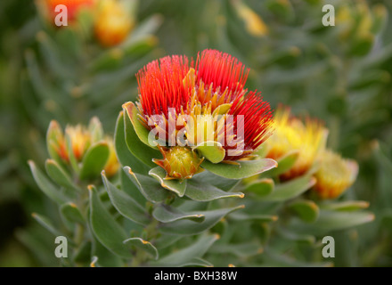 Protea Pincushion touffetées, Leucospermum, oleifolium Proteaceae. Fynbos de montagne, Western Cape, Afrique du Sud. Banque D'Images