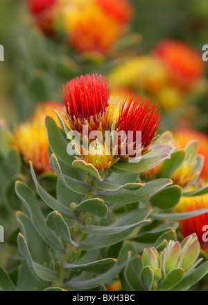 Protea Pincushion touffetées, Leucospermum, oleifolium Proteaceae. Fynbos de montagne, Western Cape, Afrique du Sud. Banque D'Images