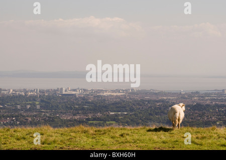 Paysage d'une brebis à la recherche sur la ville de Cardiff, Pays de Galles et le Canal de Bristol à partir de la montagne, Pentyrch Garth. Banque D'Images