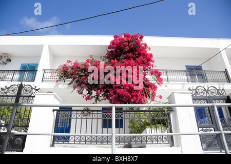 L'une des belle maison dans le village blanc de Santorin, l'oleander prospéré sous le soleil briller. Banque D'Images