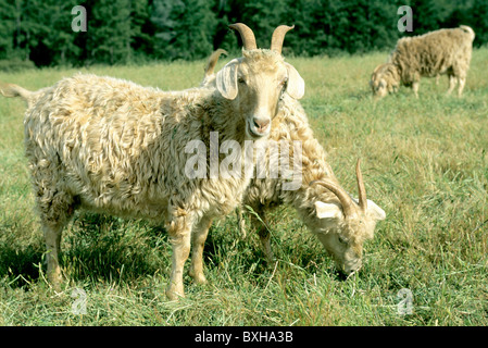 Chèvres angora, pâturage, champ Banque D'Images