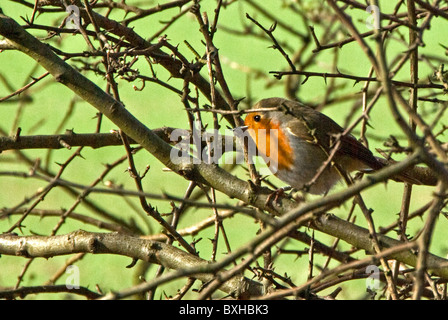 Robin près de Woolsthorpe Village, Yorkshire, UK Banque D'Images