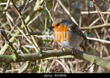 Robin près de Woolsthorpe Village, Yorkshire, UK Banque D'Images