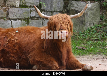 Les bovins des Highlands écossais ou Banque D'Images